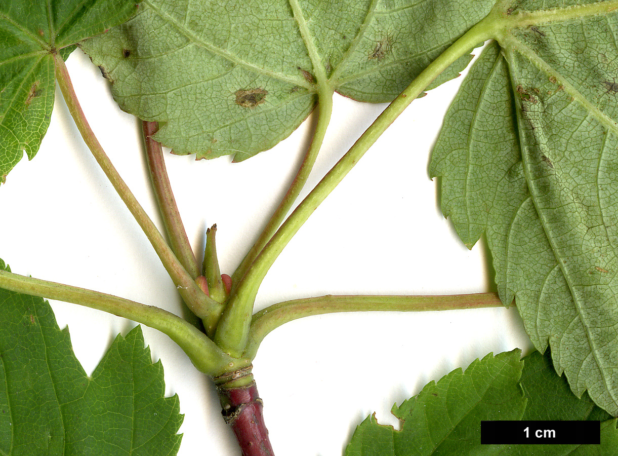 High resolution image: Family: Sapindaceae - Genus: Acer - Taxon: glabrum - SpeciesSub: subsp. douglasii